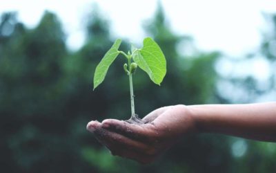 How to Boost Your Global Business’s Sustainability – 4 Simple Tips